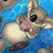 コアラッコの画像