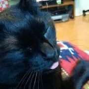 にゃんこ！！！