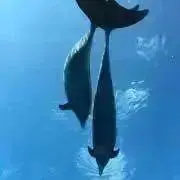 kaoriの画像