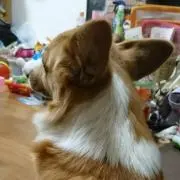 でれわんこ