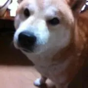 めいしーの画像