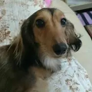 サラちゃん