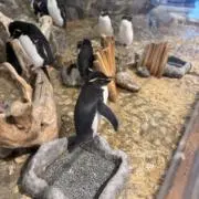 もんもんもんっくすの画像