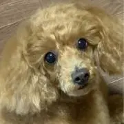 チェリー