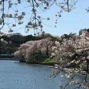 桜の花子の画像