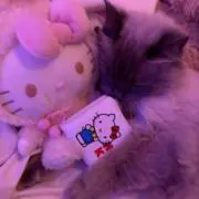 ねむの画像