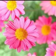 SAKUの画像