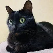 SERORIの画像