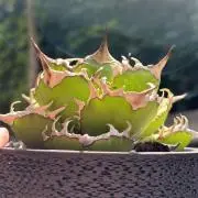 〇△_plantsの画像