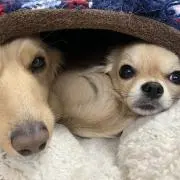 さーく