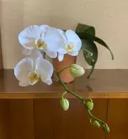 さわこ