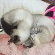 ぐーの画像