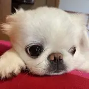 トモぞうZ