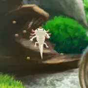 安男君