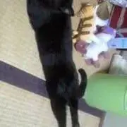 チャー子の画像
