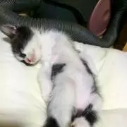 えっこ