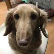 civicの画像
