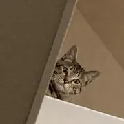 ちーの画像