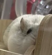 ふわも
