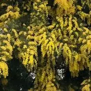 ミモザの画像