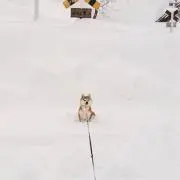 はるの画像