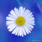 はな