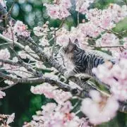 knaの画像