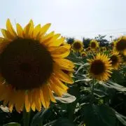 ひまりの画像