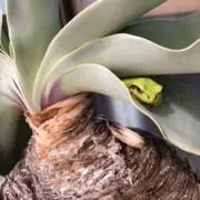 36の画像