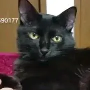 にんざぶろう