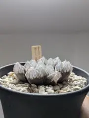 おっし～