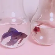 あんず。︎✿グッズ整理中の画像
