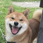 しばちゃんの画像