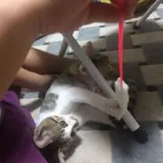 夏海