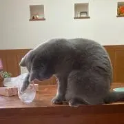 はち子