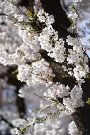 Akiyuzukiの画像