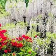 そーだ