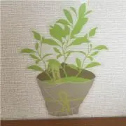 ミントの画像