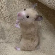 あんずの画像