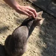 Rinoの画像