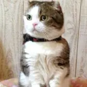 あや