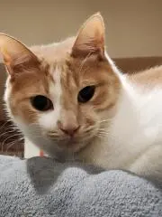ねこきち