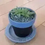 Minyuの画像