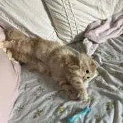 Eriの画像
