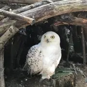 ぴく