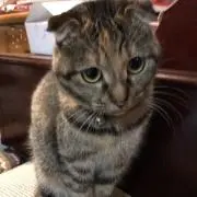 ロクの画像