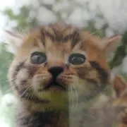 みみぴこ