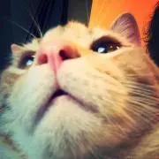 ゆーちゃんの画像
