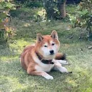 メロンソーダの画像