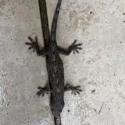 ゆたよし